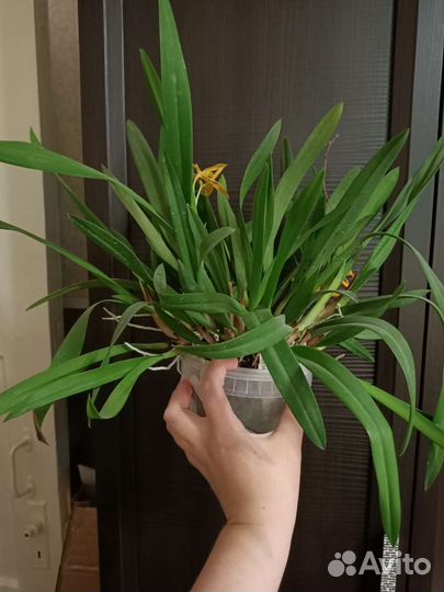 Орхидея Pvc. Golden Peacock