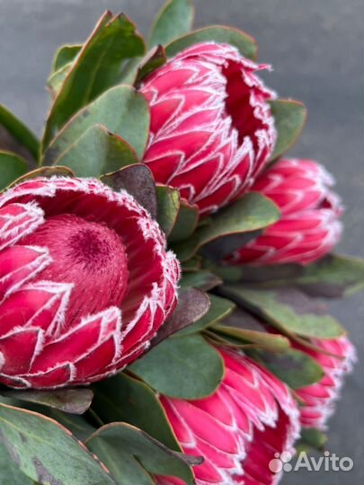 Букет Цветы на 14 февраля Протея Ромашки