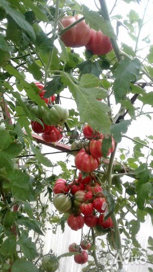 Семена коллекционных сортов томатов и перцев