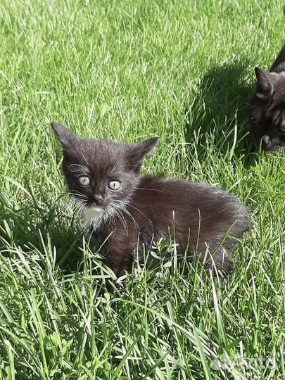 Котенок девочка