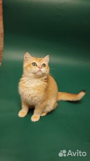 Пушистые друзья