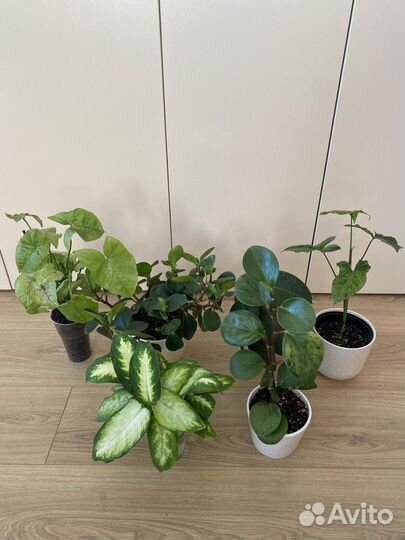 Комнатные растения