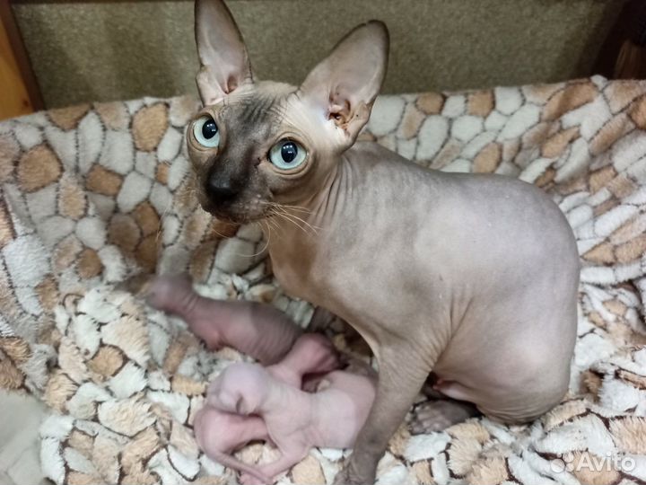 Донской сфинкс котята