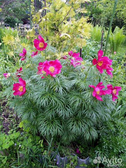 Флокс метельчатый. Пион 