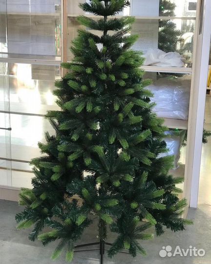 Ель Богемская комбинированная