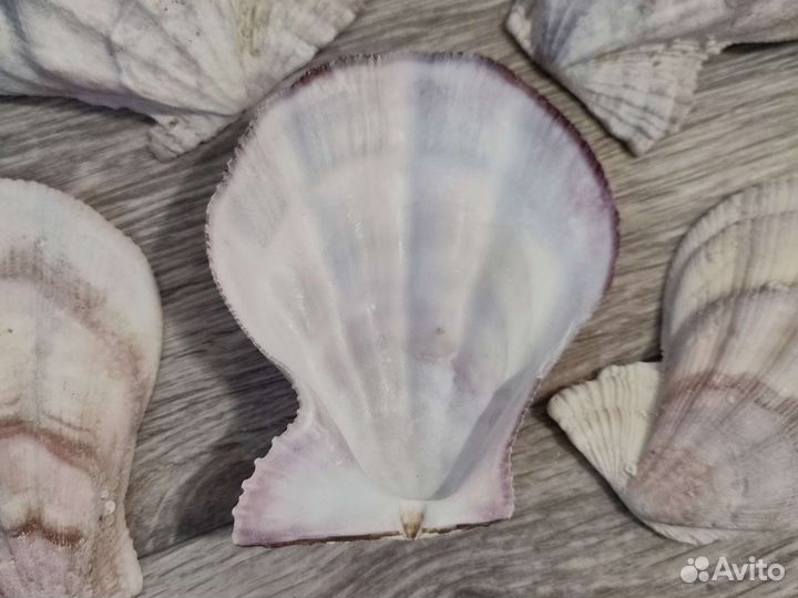 Морская ракушка морской гребешок