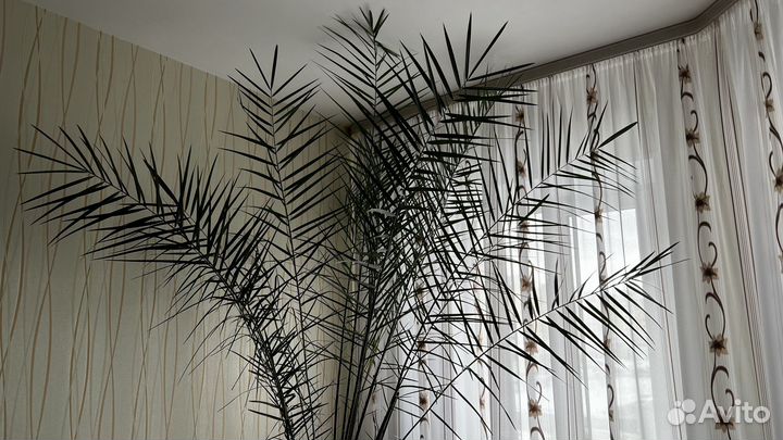 Финиковая пальма