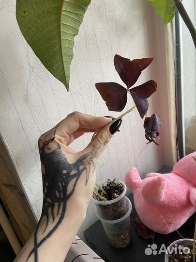 Кислица оксалис