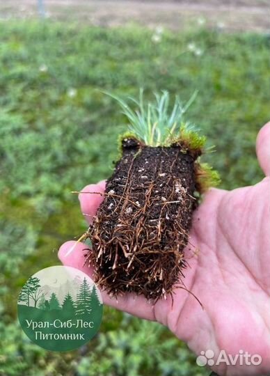 Сосна зкс окс сеянцы Ель Лиственница Голуб Горная