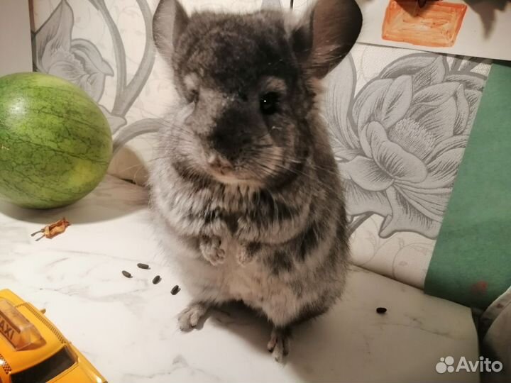 Шиншилла ангорская эбони