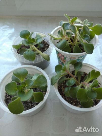 Аихризон дерево любви