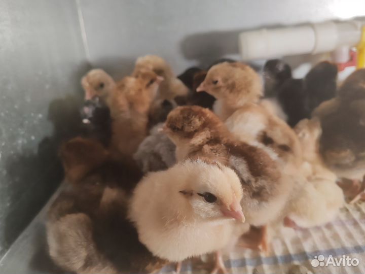 Цыплята кур-несушек мясояичных