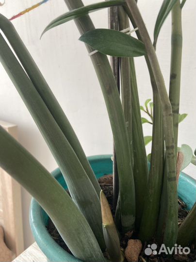 Замиокулькас домашние цветы