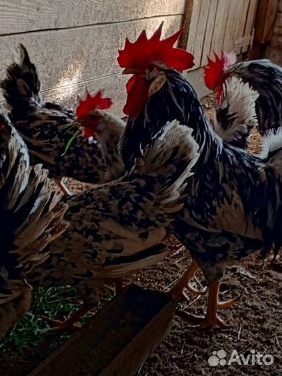 Леггорн далматинец