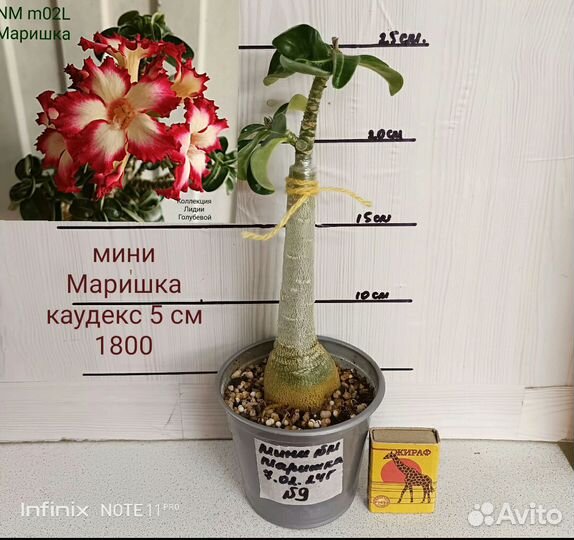 Адениум мини, прививки