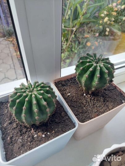 Кактусы цветущие