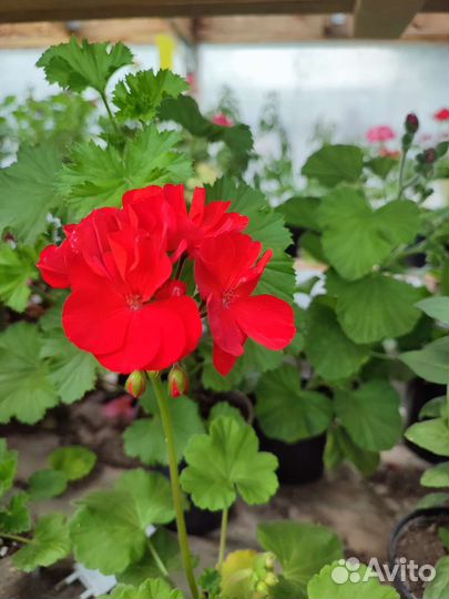 Пеларгония герань