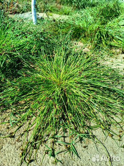 Растения для солончаков, рокариев, бесплодных почв