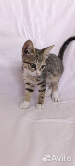 Котёнок девочка нуждается в доме