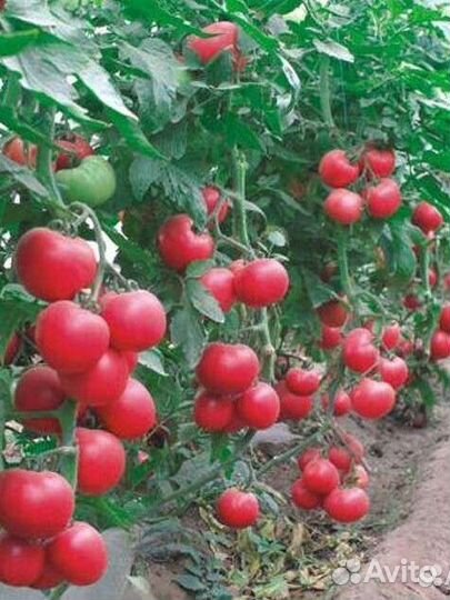Семена ультроскороспелых томатов Элисf1