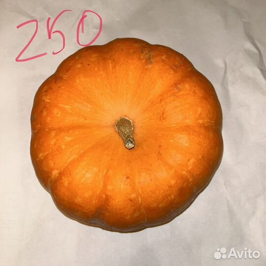 Тыквы дачные