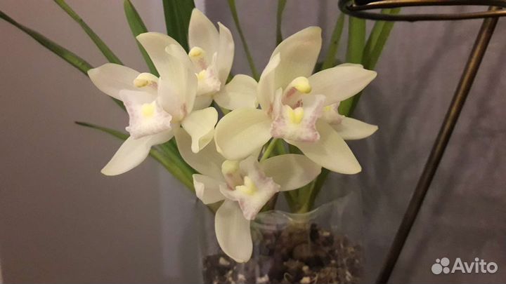 Орхидея цимбидиум