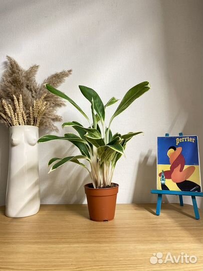 Аглаонема лимон лайм