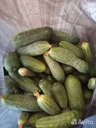 Огурцы свежие домашние