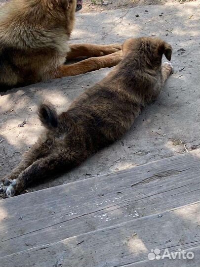 Щенок бесплатно