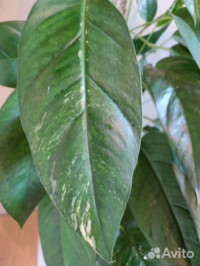 Эпипремнум Пинатум Вайт