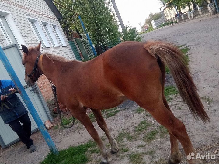 Лошади кобыла