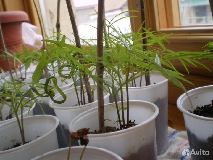 Квамоклит семена