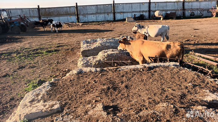 Коровы с телятами