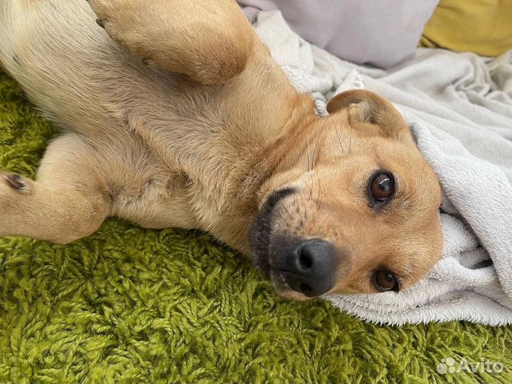 Собака в добрые руки