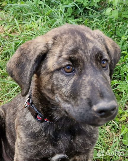 Хлоя, Белка и Тигран, 3 месяца. В добрые руки )