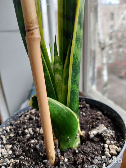 Сансевиерия Лауренти/ щучий хвост/ тёщин язык