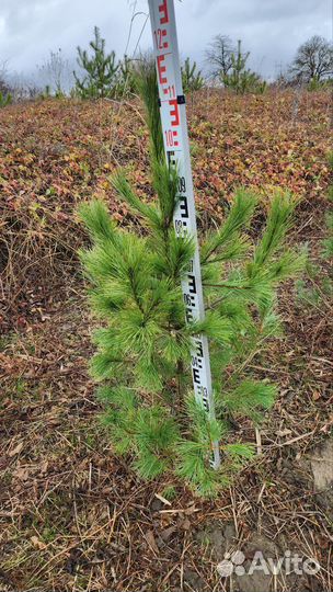 Сосна румелийская (балканская, македонская)