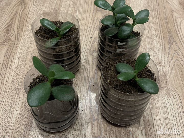 Денежное дерево, Толстянка