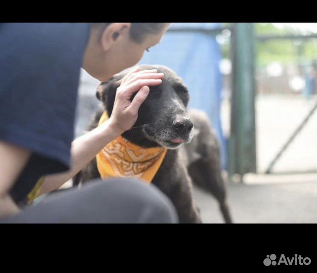 Отдам в добрые руки собаку Грэм