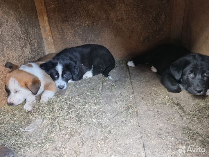 Щенки в добрые руки