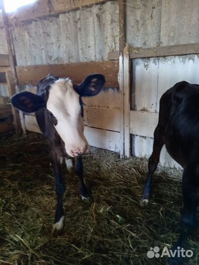 Телята телочки