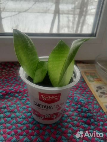 2 корешка Сансевиерии