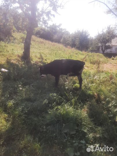 Телочка 5 месяцев