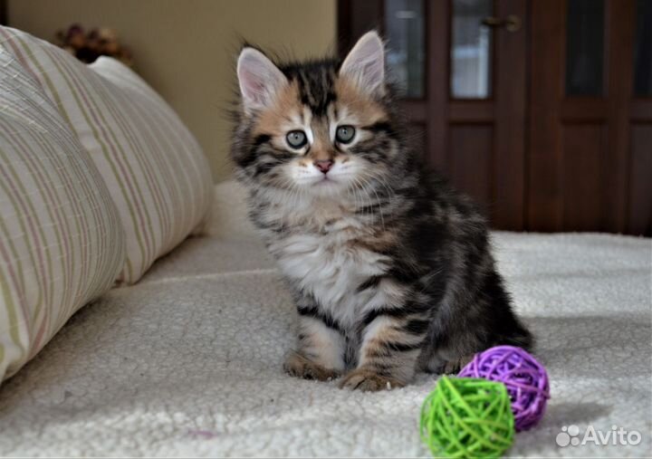 Шикарный котик