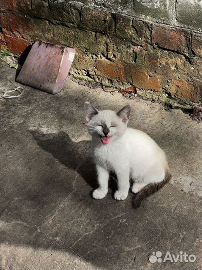Сиамский котенок