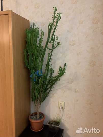 Молочай трехгранный