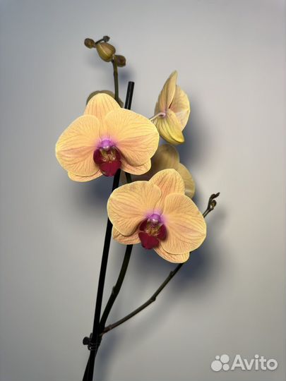 Орхидея фаленопсис