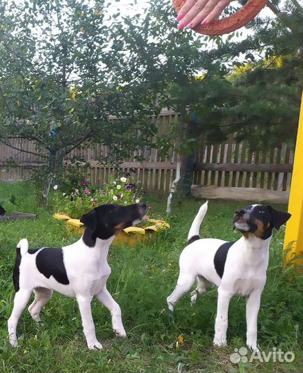 Фокстерьер