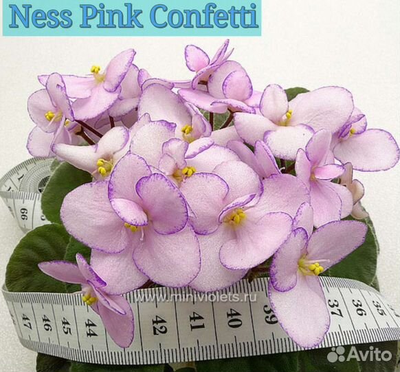 Мини фиалки сортовые