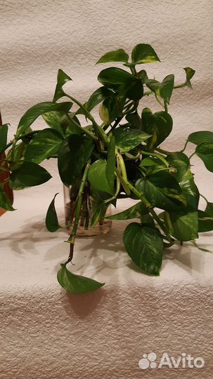 Сциндапсус